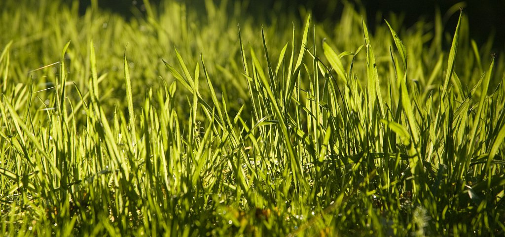 Backlit grass
